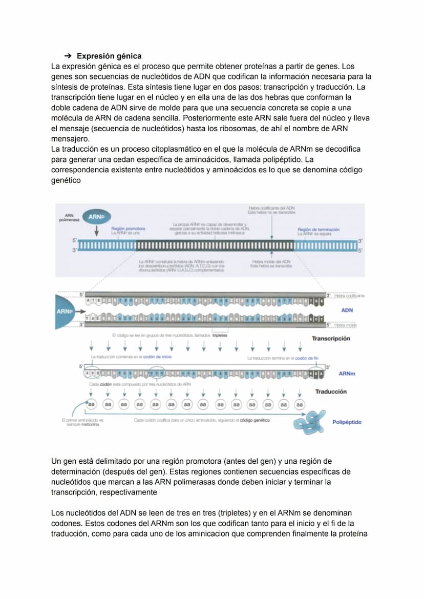 TEMA 7: REPLICACIÓN DEL ADN
Un acontecimiento clave en el ciclo celular, e imprescindible para que se realice la división
celular, es la rep