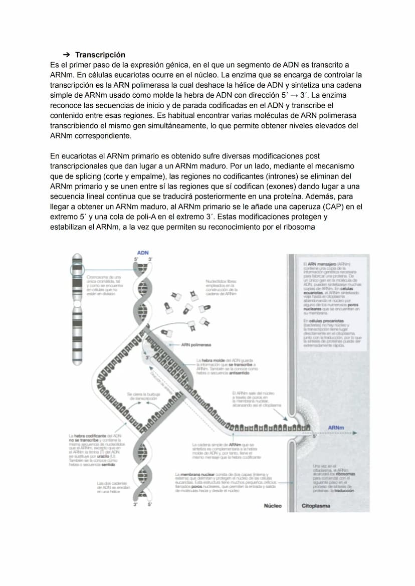 TEMA 7: REPLICACIÓN DEL ADN
Un acontecimiento clave en el ciclo celular, e imprescindible para que se realice la división
celular, es la rep