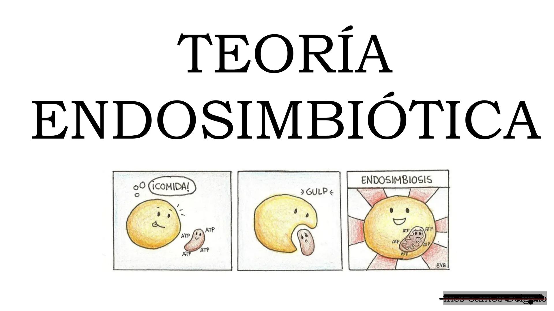 # TEORÍA

# ENDOSIMBIÓTICA

(ICOMIDA!

ATP

ATP

ATP

ATP

> GULP

ENDOSIMBIOSIS

ATP

ATP

ATP

ATP

EVB La Teoría Endosimbiótica también s