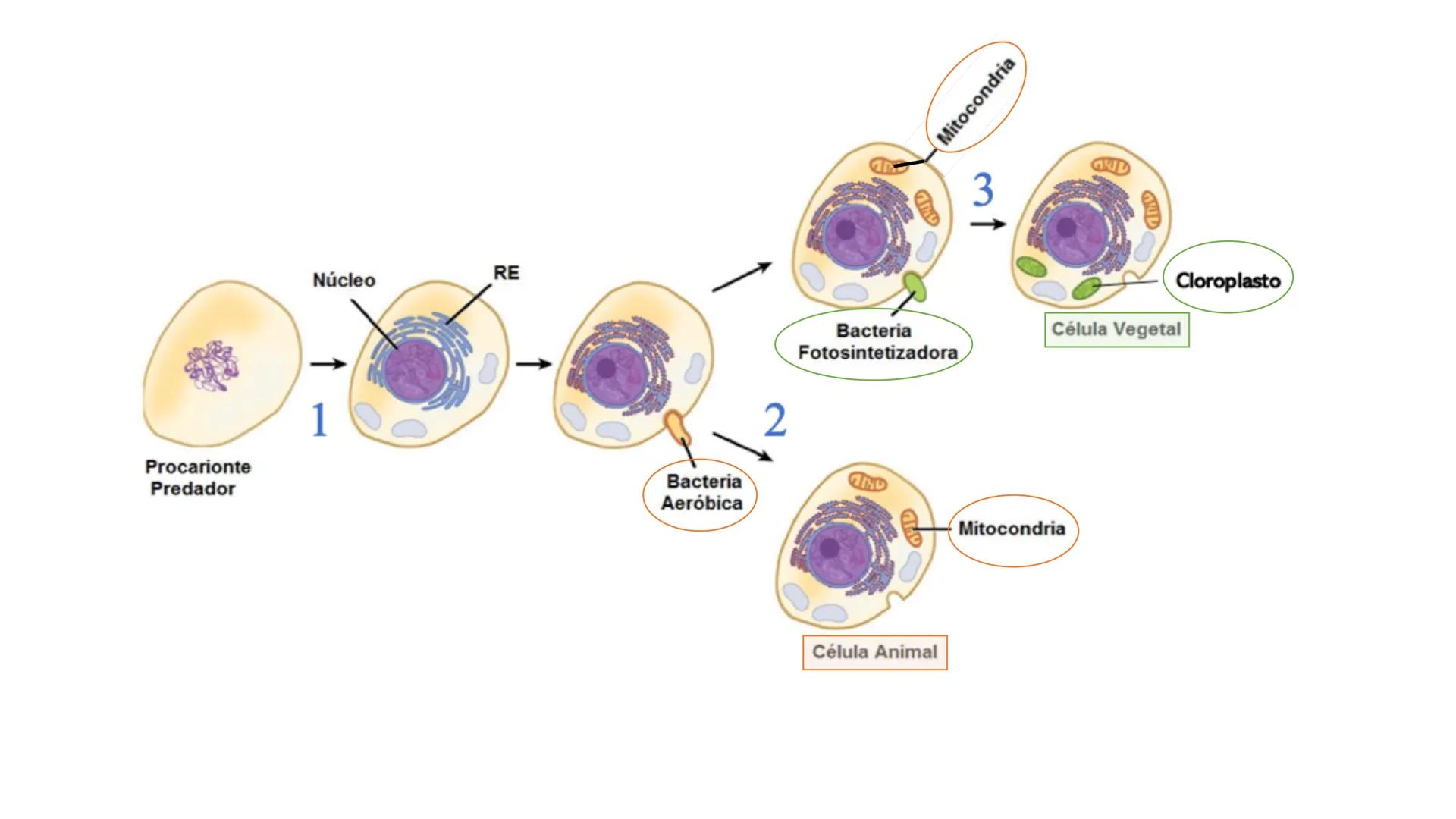 # TEORÍA

# ENDOSIMBIÓTICA

(ICOMIDA!

ATP

ATP

ATP

ATP

> GULP

ENDOSIMBIOSIS

ATP

ATP

ATP

ATP

EVB La Teoría Endosimbiótica también s