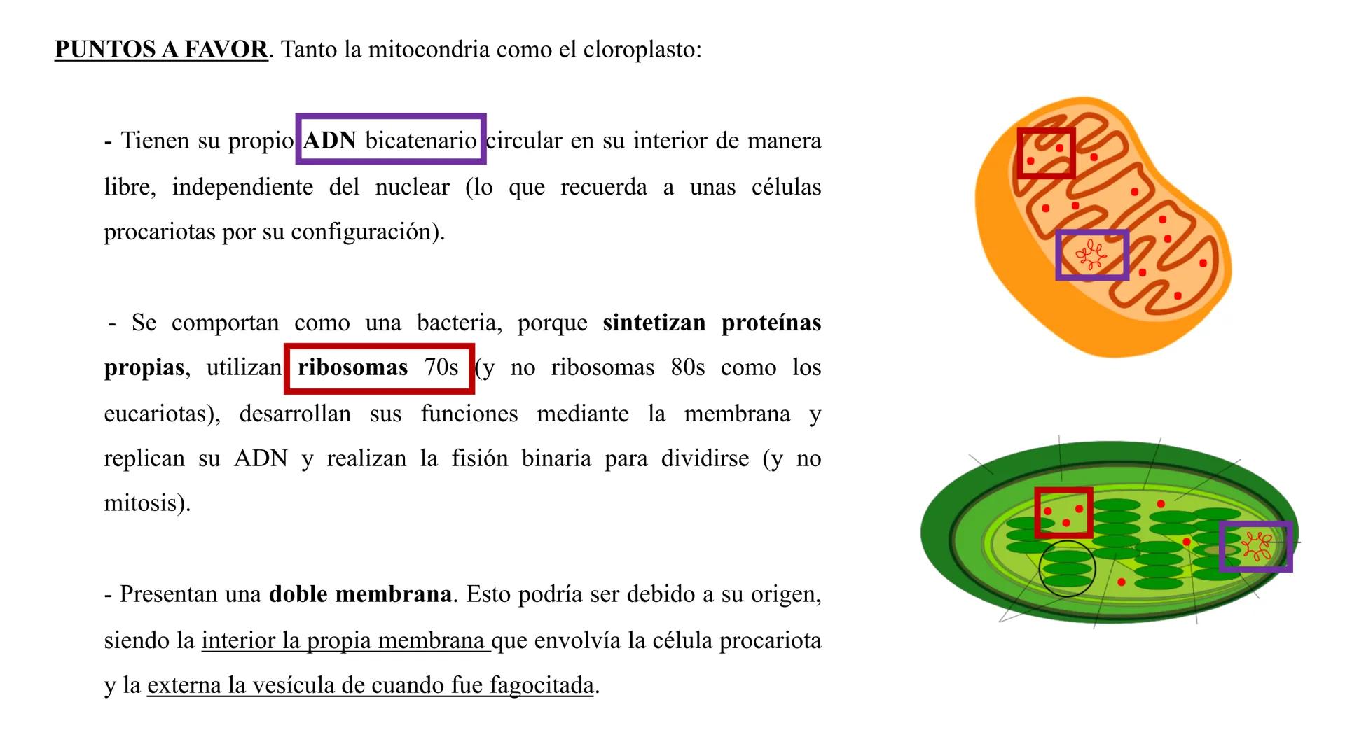 # TEORÍA

# ENDOSIMBIÓTICA

(ICOMIDA!

ATP

ATP

ATP

ATP

> GULP

ENDOSIMBIOSIS

ATP

ATP

ATP

ATP

EVB La Teoría Endosimbiótica también s