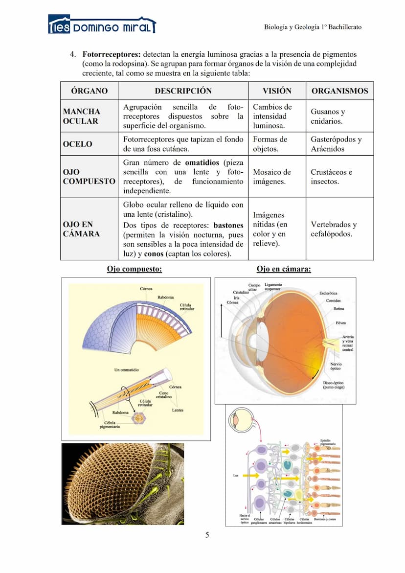Ties DominGO miraL
TEMA 2.3: LA RELACIÓN EN LOS ANIMALES
1- INTRODUCCIÓN
2- RECEPTORES
3- LA COORDINACIÓN NERVIOSA
Biología y Geología 1º Ba