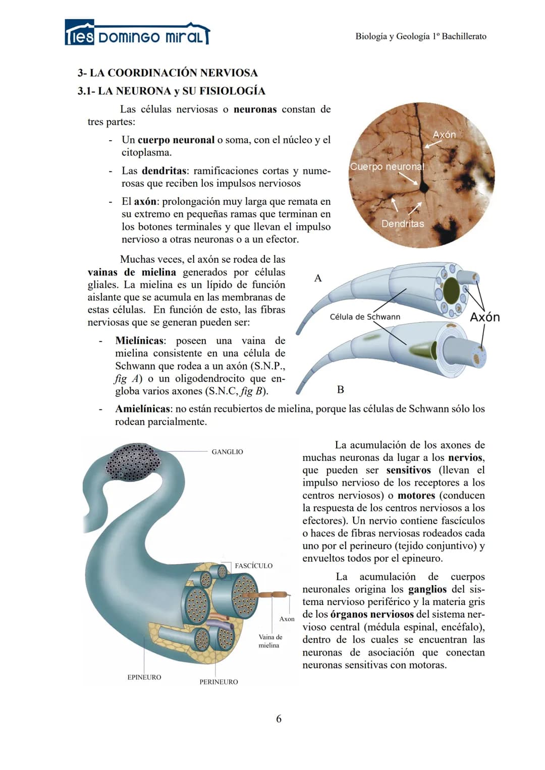 Ties DominGO miraL
TEMA 2.3: LA RELACIÓN EN LOS ANIMALES
1- INTRODUCCIÓN
2- RECEPTORES
3- LA COORDINACIÓN NERVIOSA
Biología y Geología 1º Ba