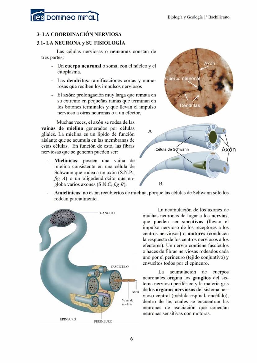 Ties DominGO miraL
TEMA 2.3: LA RELACIÓN EN LOS ANIMALES
1- INTRODUCCIÓN
2- RECEPTORES
3- LA COORDINACIÓN NERVIOSA
Biología y Geología 1º Ba