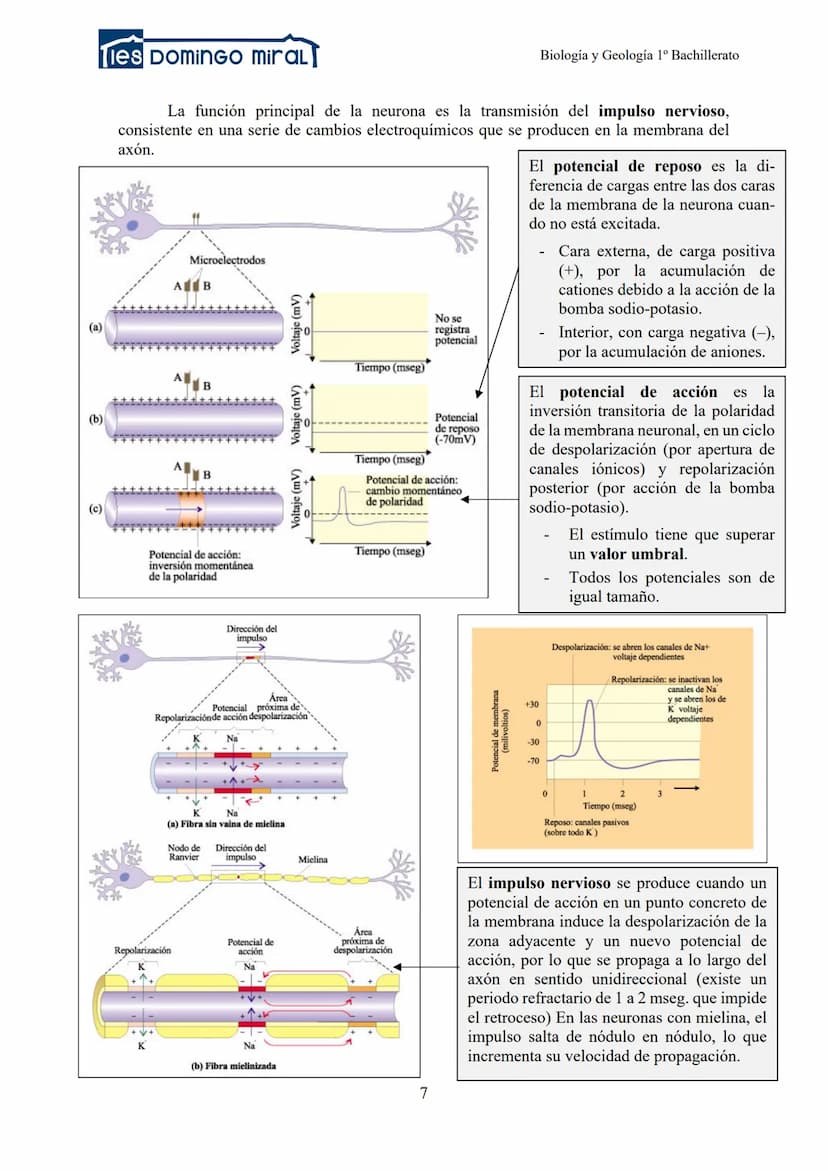 Ties DominGO miraL
TEMA 2.3: LA RELACIÓN EN LOS ANIMALES
1- INTRODUCCIÓN
2- RECEPTORES
3- LA COORDINACIÓN NERVIOSA
Biología y Geología 1º Ba