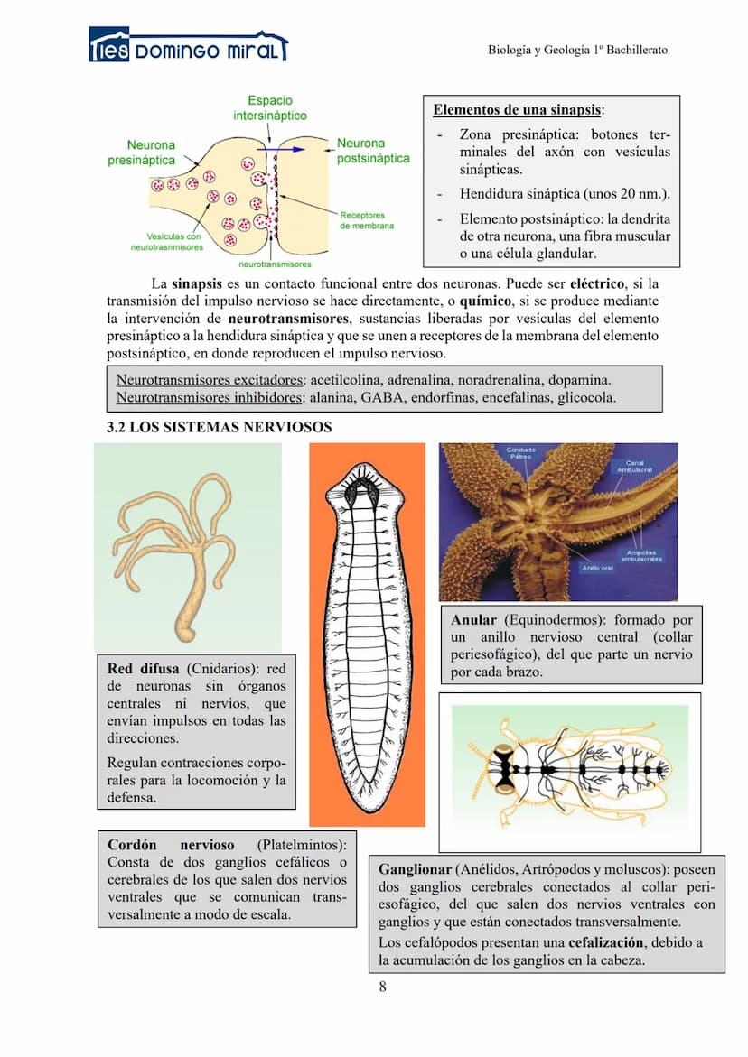 Ties DominGO miraL
TEMA 2.3: LA RELACIÓN EN LOS ANIMALES
1- INTRODUCCIÓN
2- RECEPTORES
3- LA COORDINACIÓN NERVIOSA
Biología y Geología 1º Ba