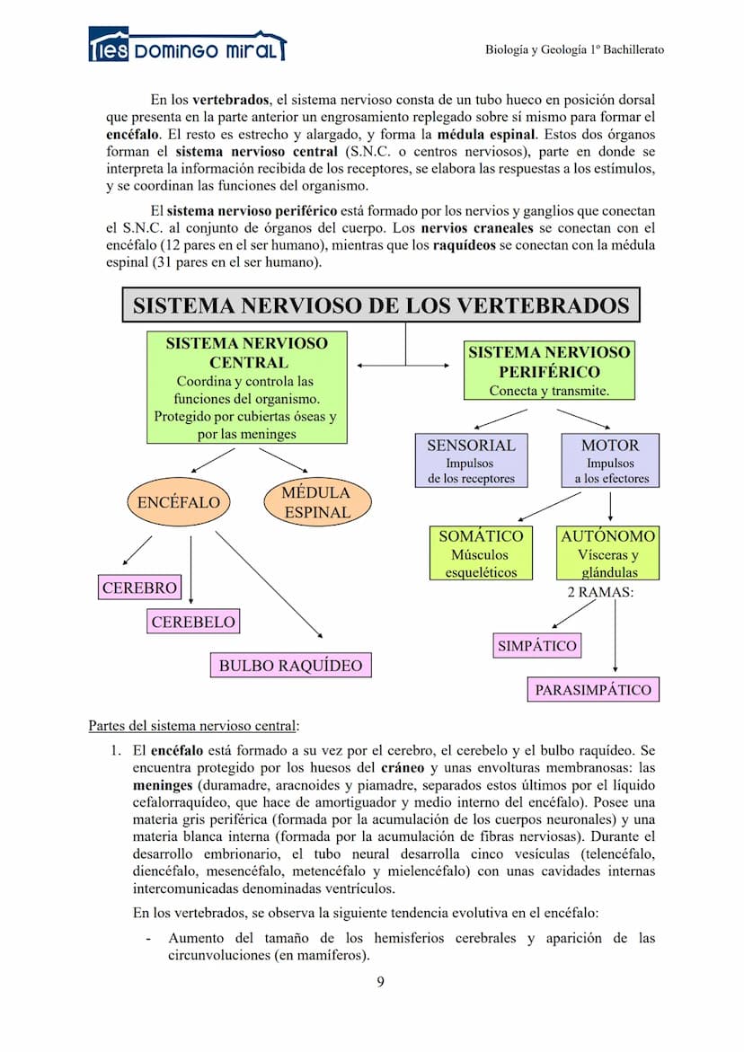 Ties DominGO miraL
TEMA 2.3: LA RELACIÓN EN LOS ANIMALES
1- INTRODUCCIÓN
2- RECEPTORES
3- LA COORDINACIÓN NERVIOSA
Biología y Geología 1º Ba