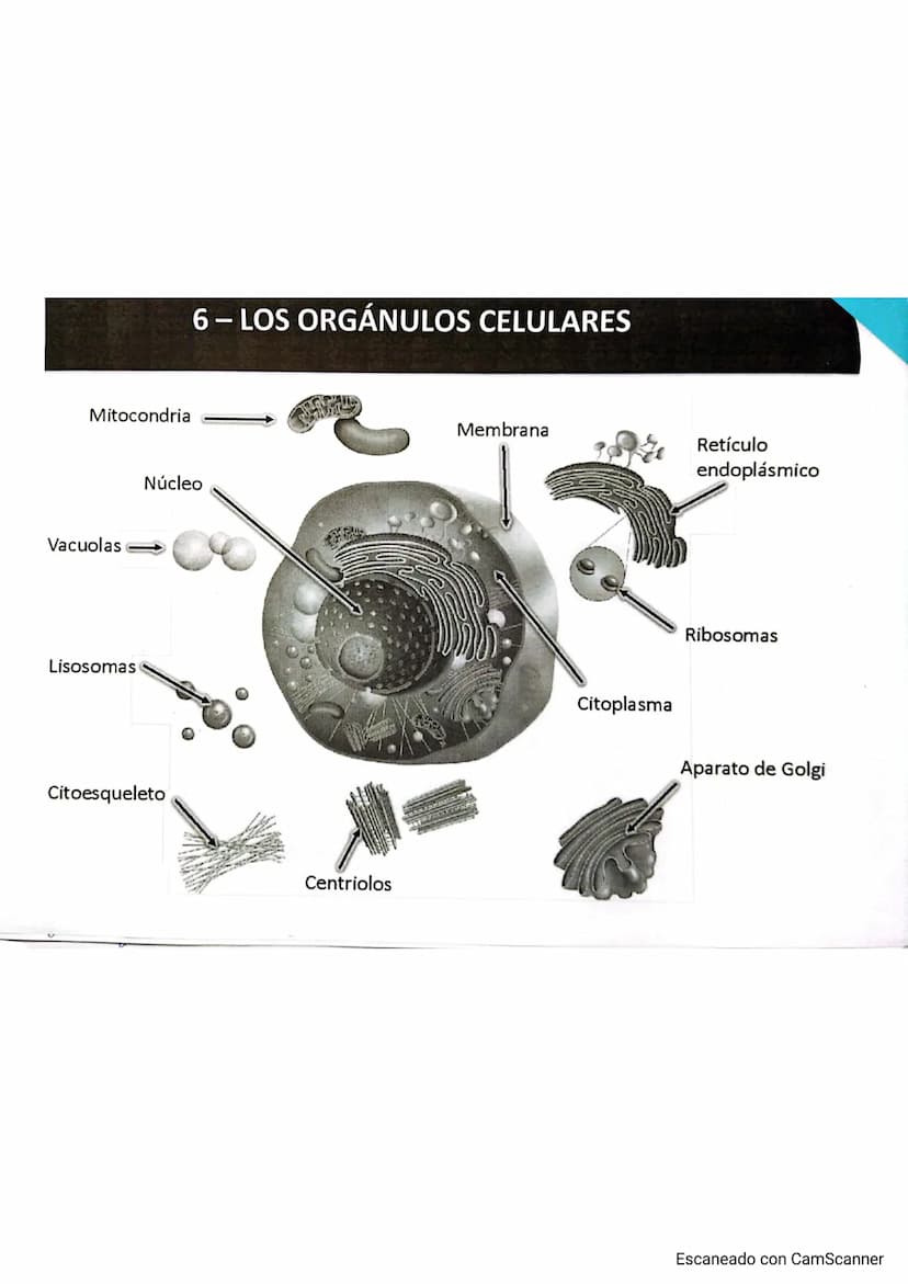 
<p>El cuerpo humano está formado por distintos niveles de organización que le proporcionan complejidad. Estos niveles de organización se di