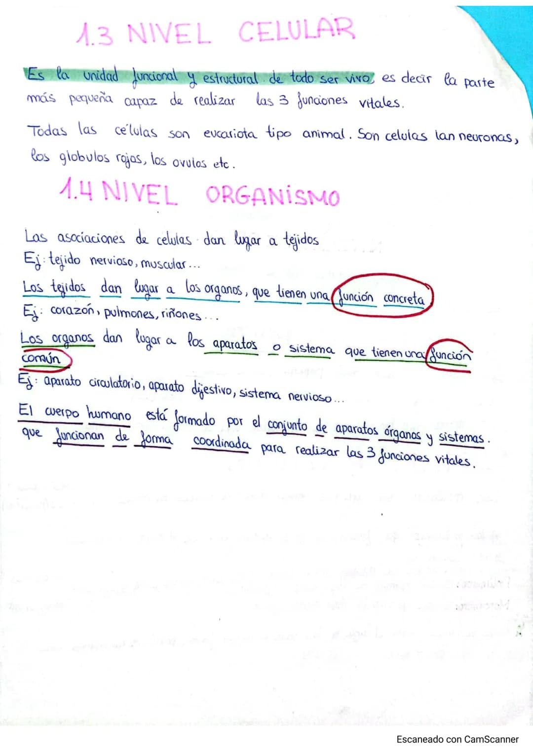 
<p>El cuerpo humano está formado por distintos niveles de organización que le proporcionan complejidad. Estos niveles de organización se di