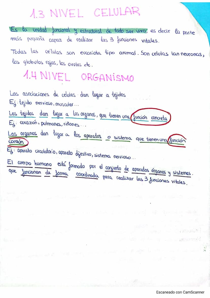
<p>El cuerpo humano está formado por distintos niveles de organización que le proporcionan complejidad. Estos niveles de organización se di