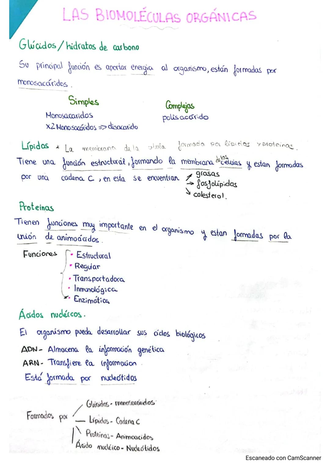 
<p>El cuerpo humano está formado por distintos niveles de organización que le proporcionan complejidad. Estos niveles de organización se di