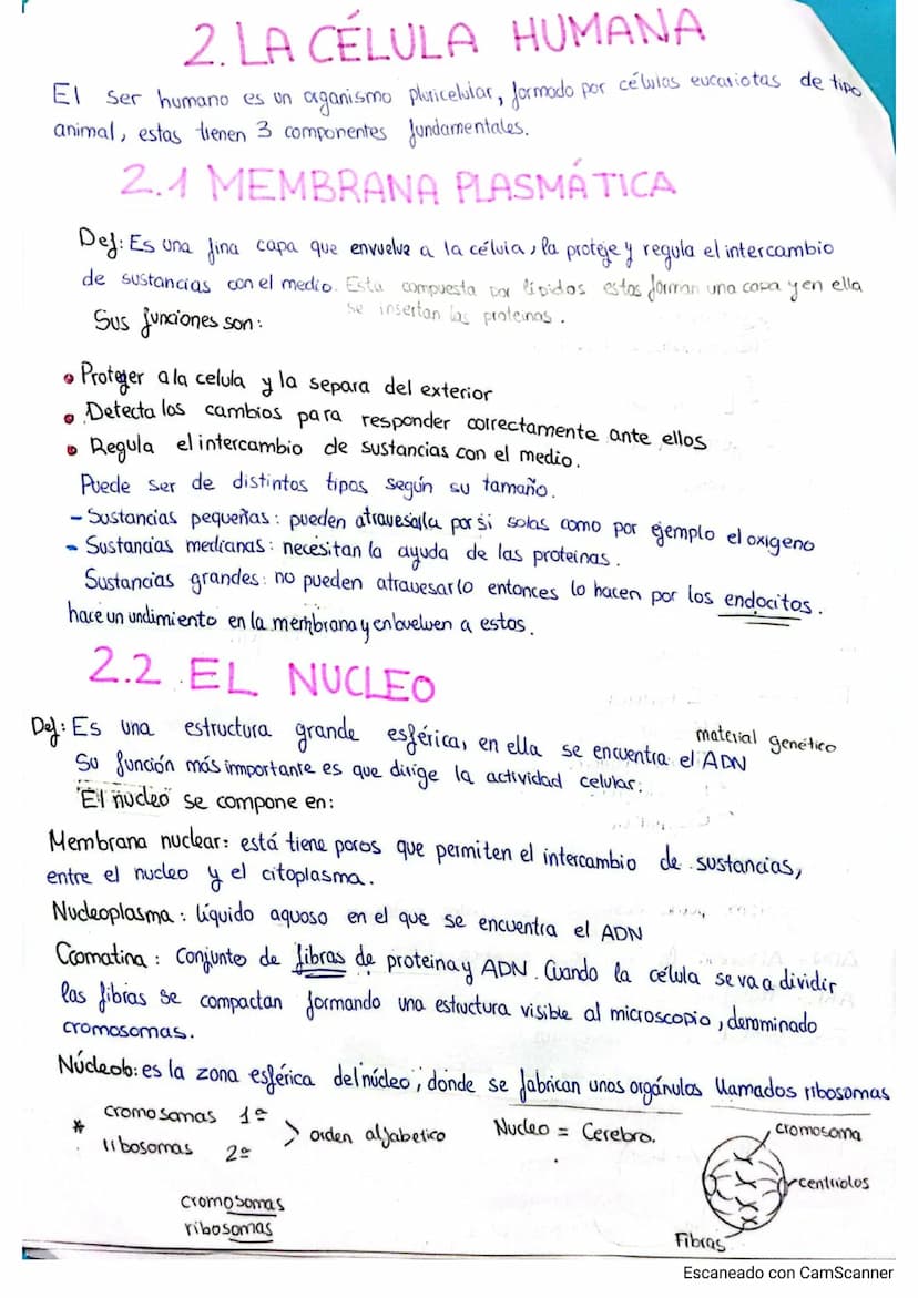 
<p>El cuerpo humano está formado por distintos niveles de organización que le proporcionan complejidad. Estos niveles de organización se di