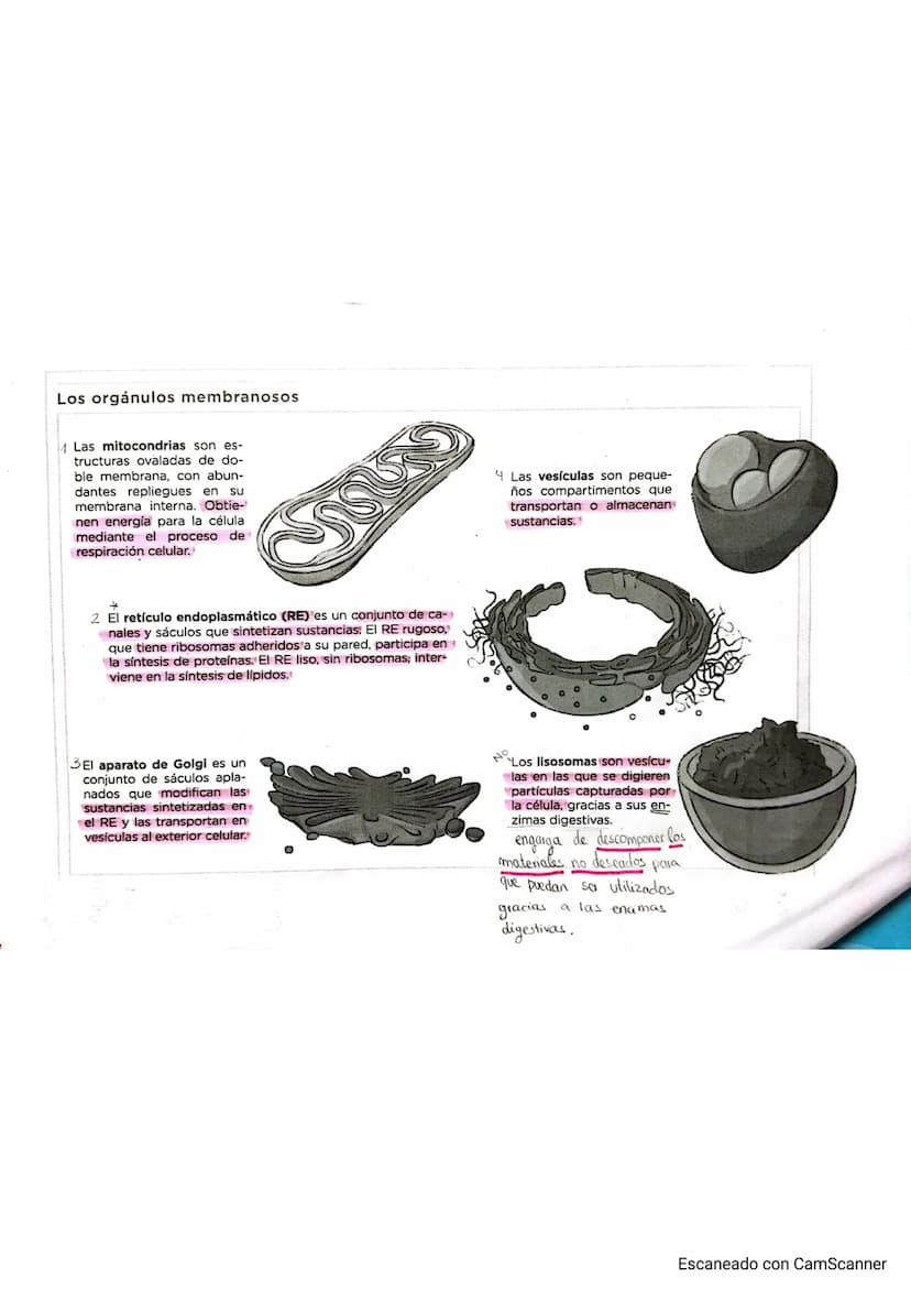 
<p>El cuerpo humano está formado por distintos niveles de organización que le proporcionan complejidad. Estos niveles de organización se di
