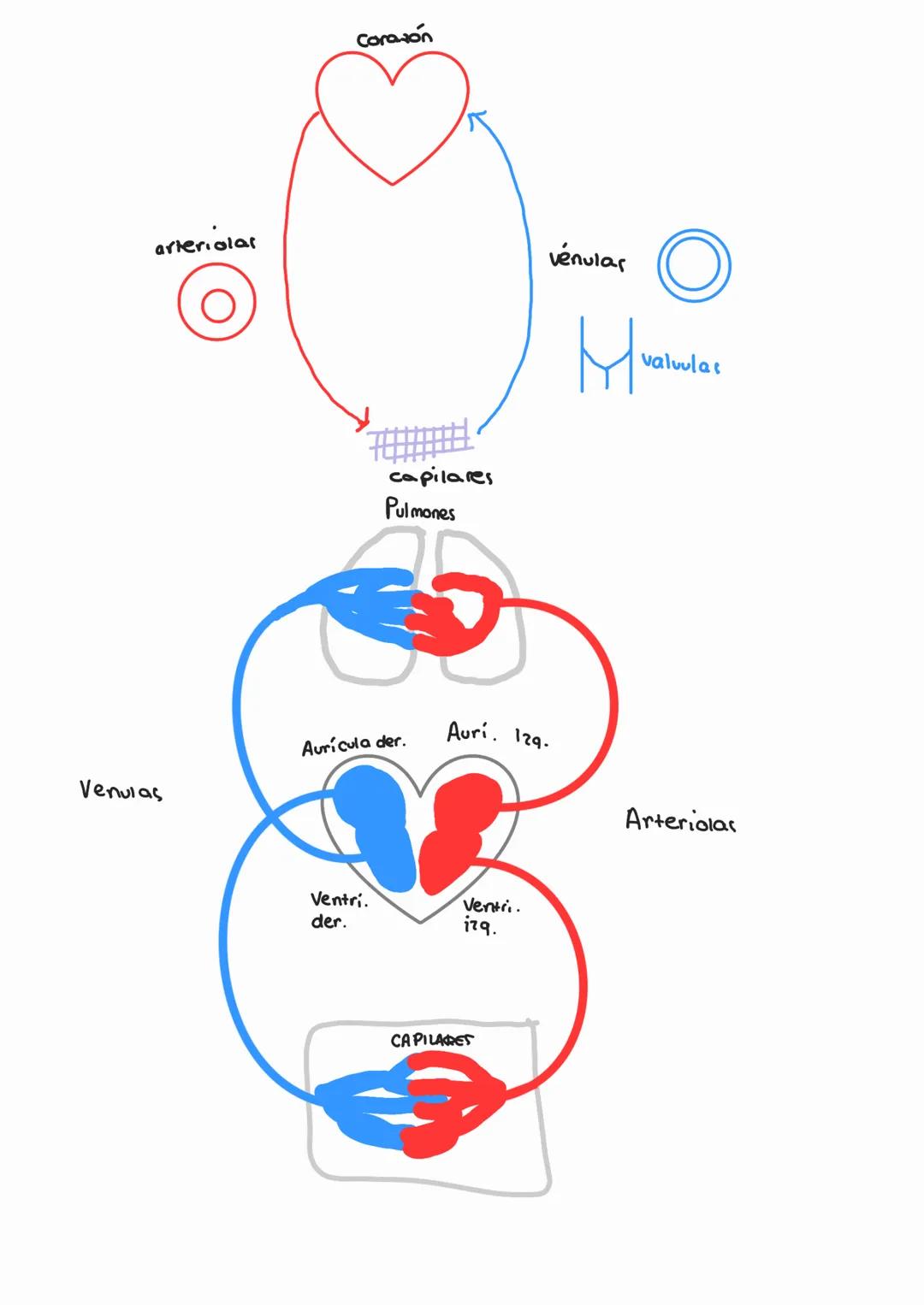 - gases (co2, O2)
- •Transporte de sustancias
  - Sustancias nutritivas
  - Sustancias residuales
  - Hormonar
  - Celulas Sanguíneas
- • De
