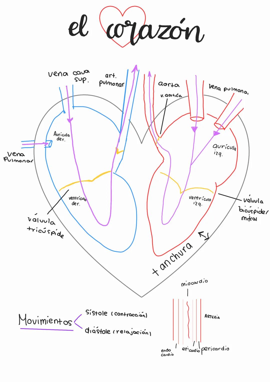 - gases (co2, O2)
- •Transporte de sustancias
  - Sustancias nutritivas
  - Sustancias residuales
  - Hormonar
  - Celulas Sanguíneas
- • De
