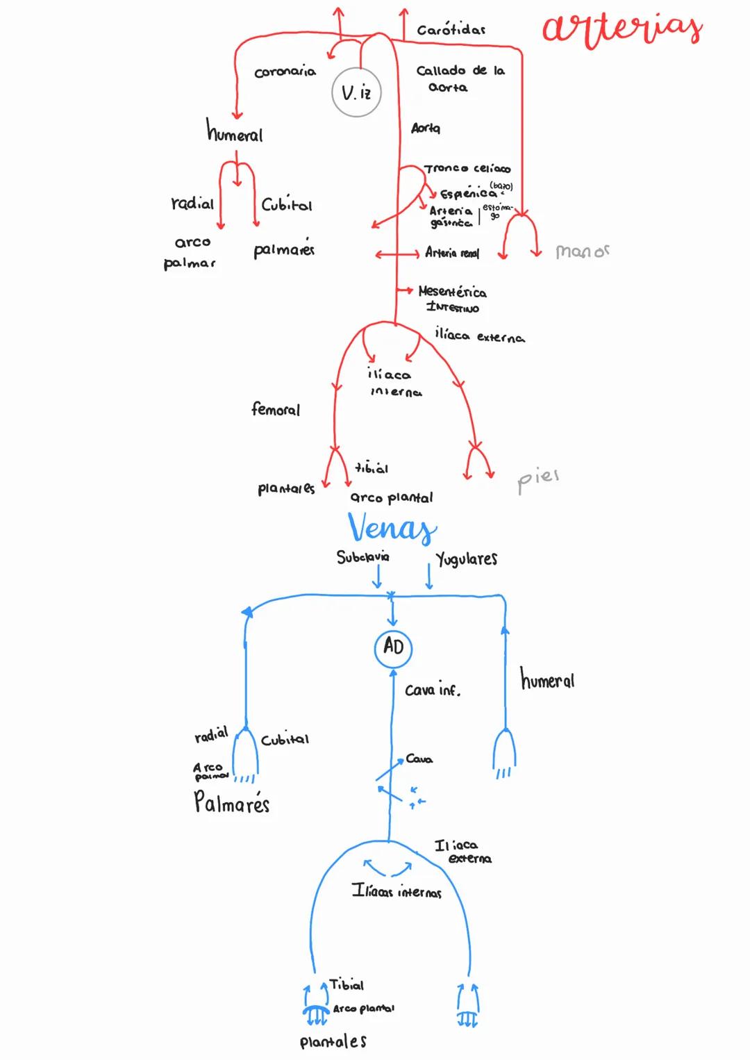 - gases (co2, O2)
- •Transporte de sustancias
  - Sustancias nutritivas
  - Sustancias residuales
  - Hormonar
  - Celulas Sanguíneas
- • De