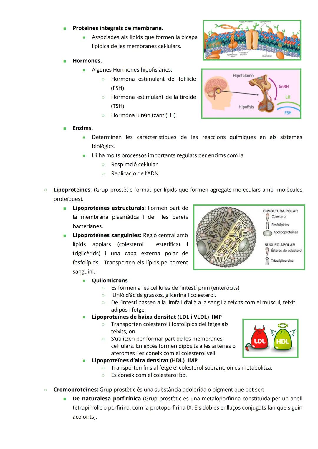 # PROTEÏNES

INTRODUCCIÓ

*   Macromolècules de massa molecular elevada
*   Constituïdes per àtoms de C, H, O i N (P, Fe, Cu, Zn, Se, Mg, i 