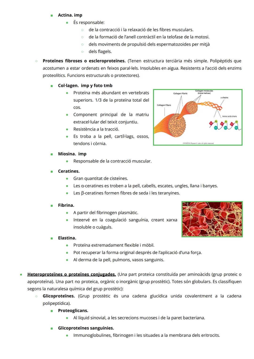 # PROTEÏNES

INTRODUCCIÓ

*   Macromolècules de massa molecular elevada
*   Constituïdes per àtoms de C, H, O i N (P, Fe, Cu, Zn, Se, Mg, i 