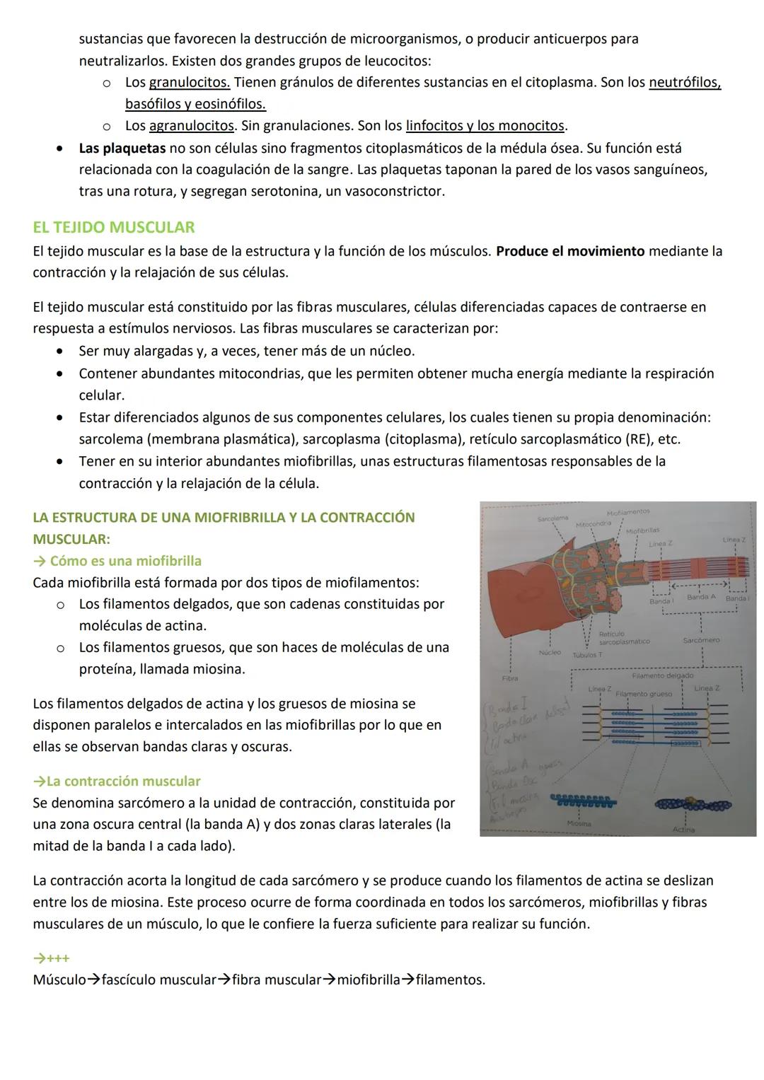 # LA ORGANIZACIÓN PLURICELULAR: LOS TEJIDOS
LA ESPECIALIZACIÓN CELULAR
## CARACTERÍSTICAS DE LOS SERES UNICELULARES
Los organismos unicelula