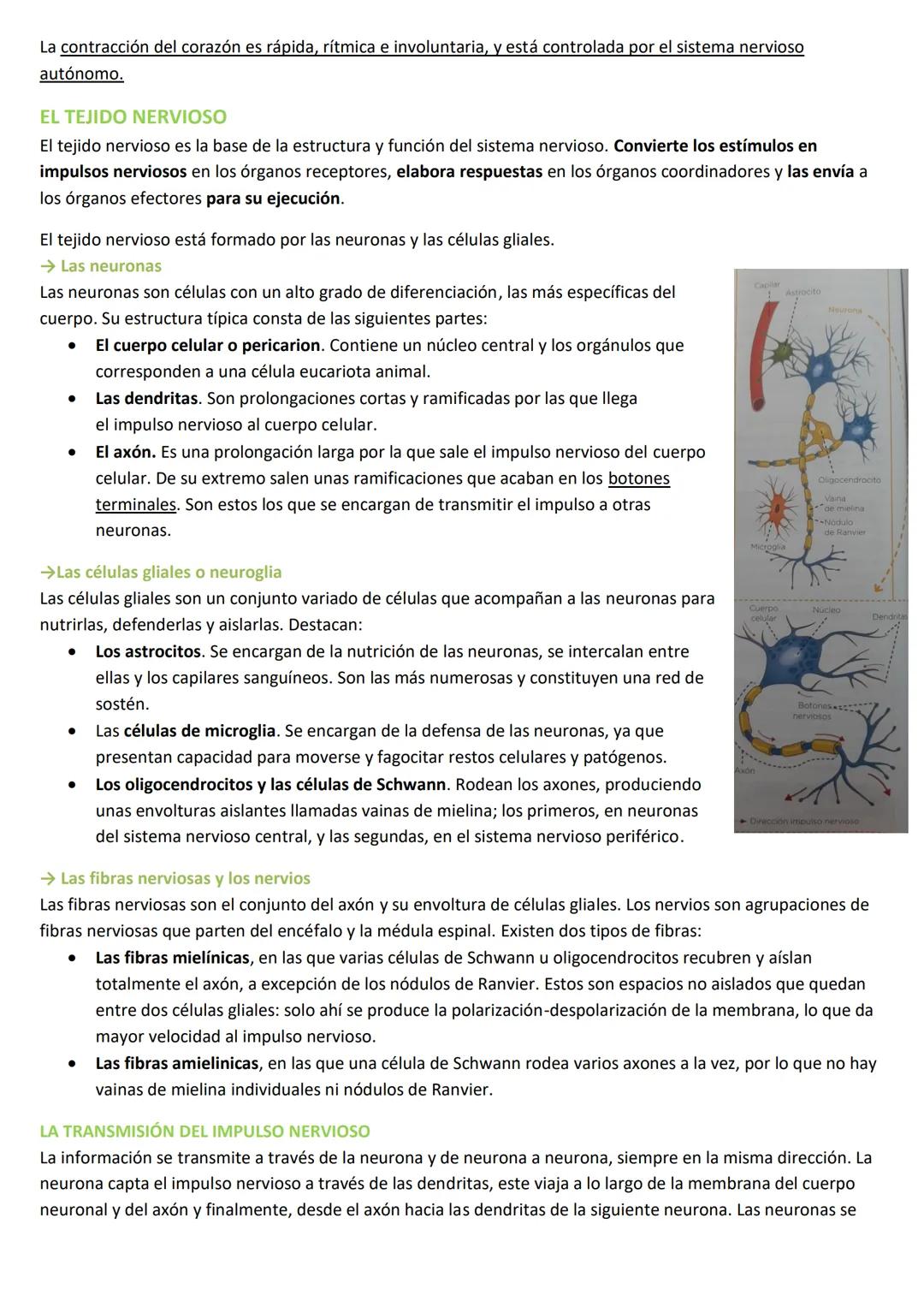 # LA ORGANIZACIÓN PLURICELULAR: LOS TEJIDOS
LA ESPECIALIZACIÓN CELULAR
## CARACTERÍSTICAS DE LOS SERES UNICELULARES
Los organismos unicelula