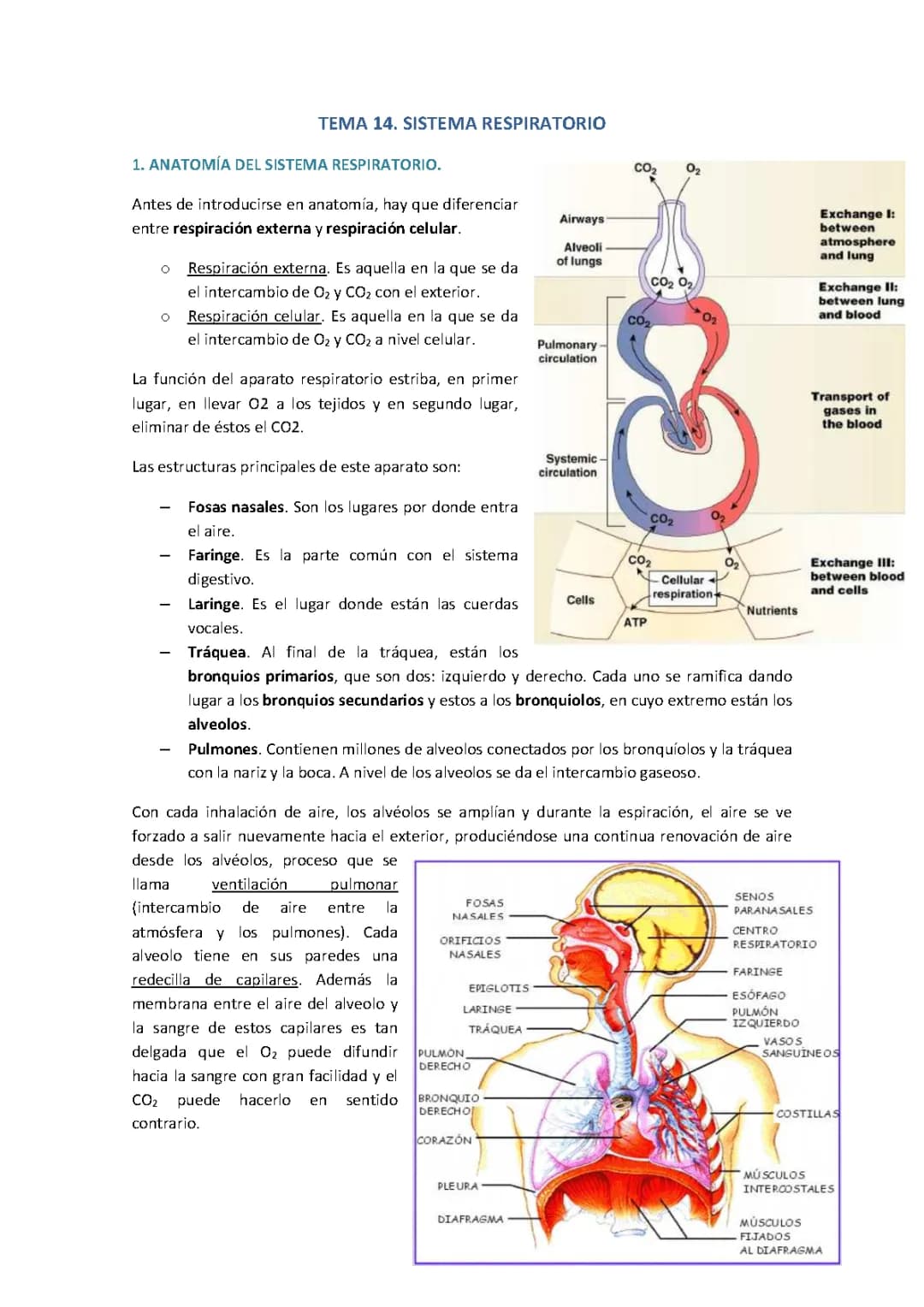 Sistema Respiratorio. Tema 14