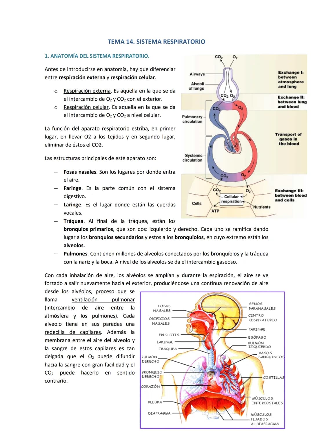 TEMA 14. SISTEMA RESPIRATORIO
1. ANATOMÍA DEL SISTEMA RESPIRATORIO.
Antes de introducirse en anatomía, hay que diferenciar
entre respiración