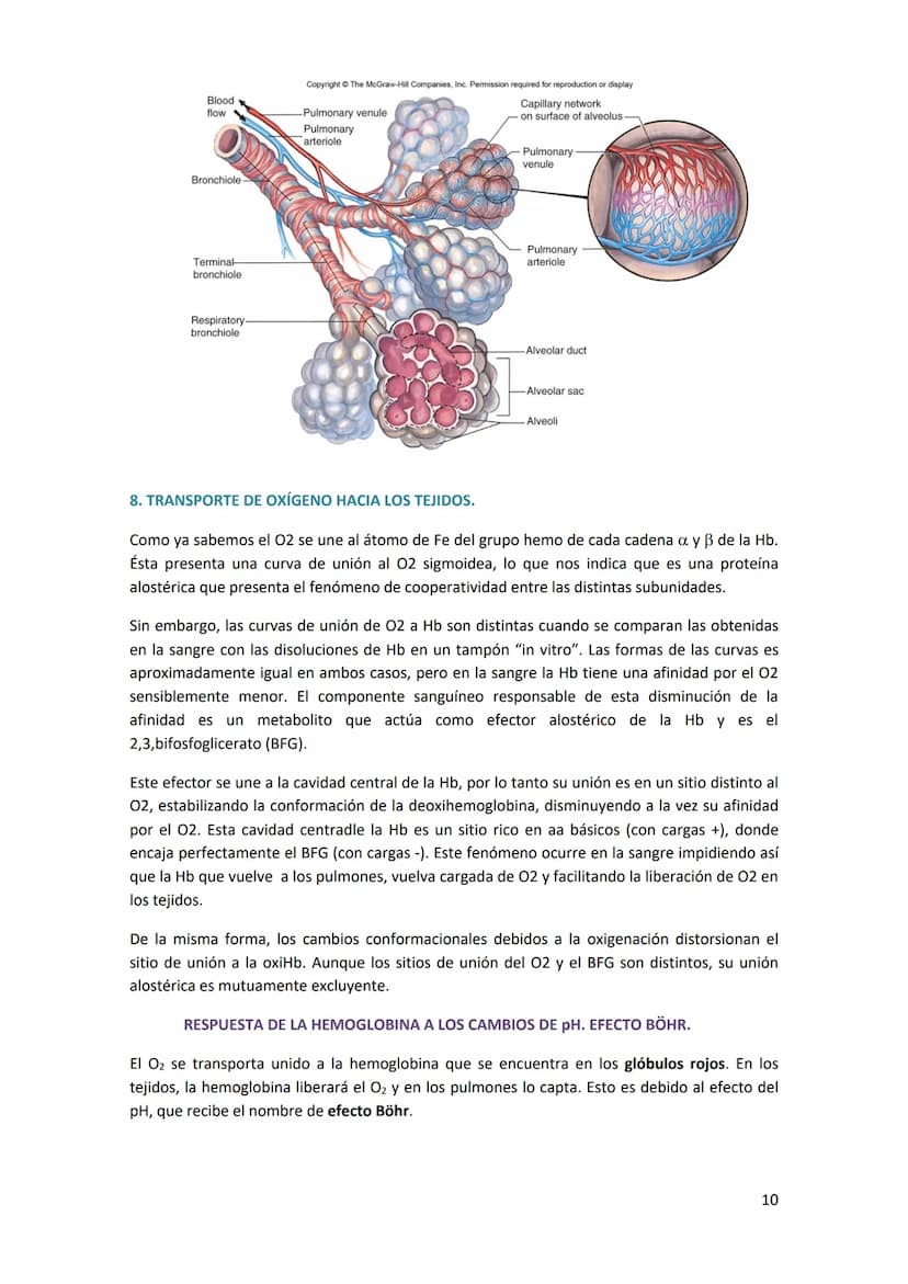 TEMA 14. SISTEMA RESPIRATORIO
1. ANATOMÍA DEL SISTEMA RESPIRATORIO.
Antes de introducirse en anatomía, hay que diferenciar
entre respiración