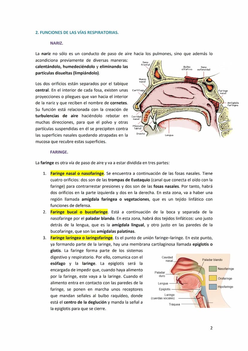 TEMA 14. SISTEMA RESPIRATORIO
1. ANATOMÍA DEL SISTEMA RESPIRATORIO.
Antes de introducirse en anatomía, hay que diferenciar
entre respiración
