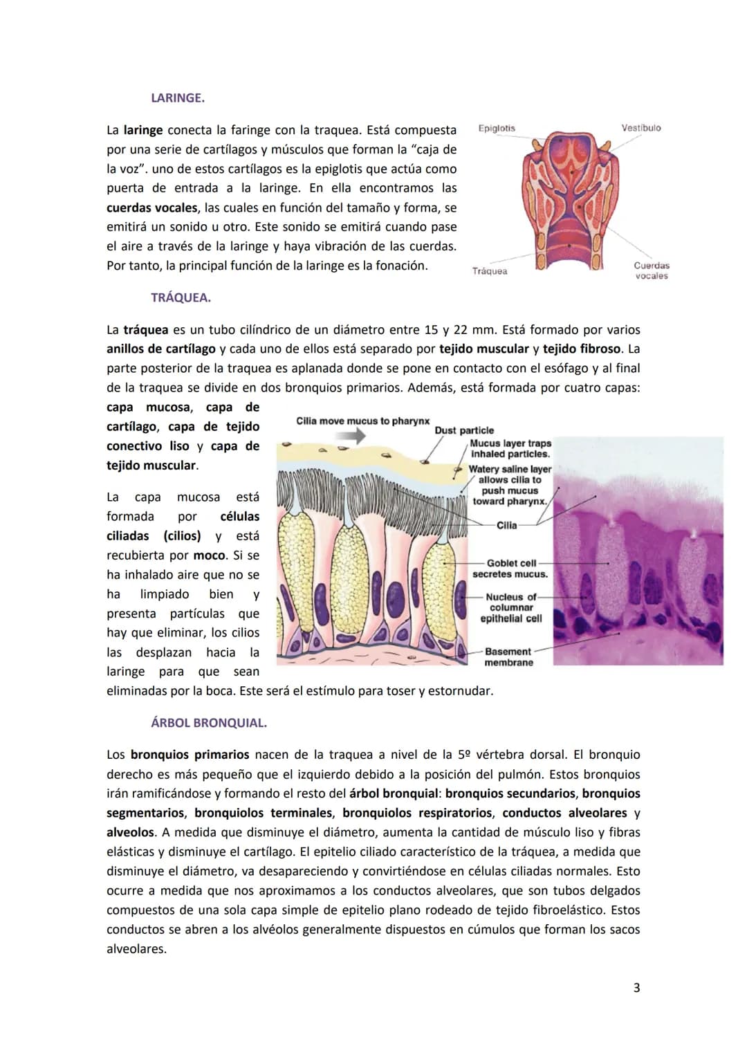 TEMA 14. SISTEMA RESPIRATORIO
1. ANATOMÍA DEL SISTEMA RESPIRATORIO.
Antes de introducirse en anatomía, hay que diferenciar
entre respiración