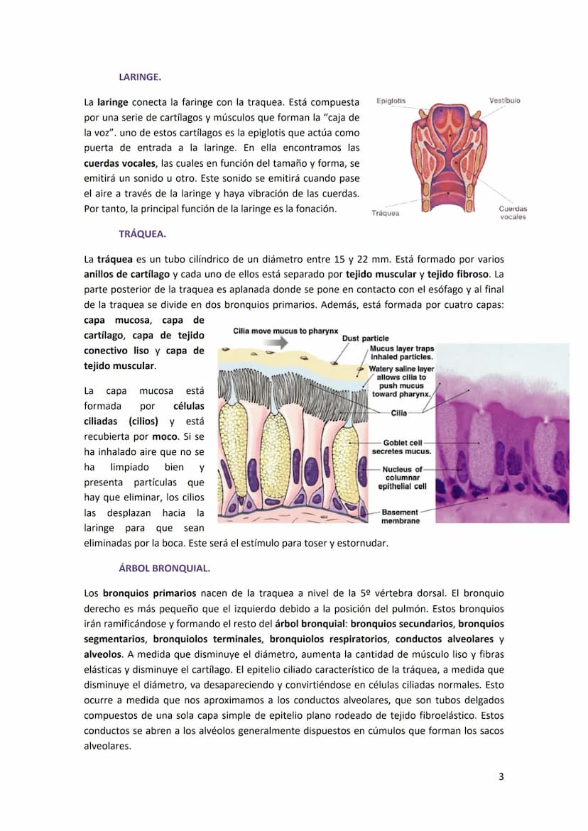 TEMA 14. SISTEMA RESPIRATORIO
1. ANATOMÍA DEL SISTEMA RESPIRATORIO.
Antes de introducirse en anatomía, hay que diferenciar
entre respiración