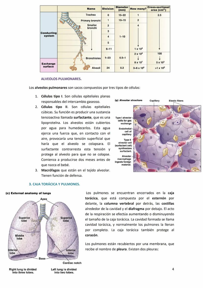 TEMA 14. SISTEMA RESPIRATORIO
1. ANATOMÍA DEL SISTEMA RESPIRATORIO.
Antes de introducirse en anatomía, hay que diferenciar
entre respiración