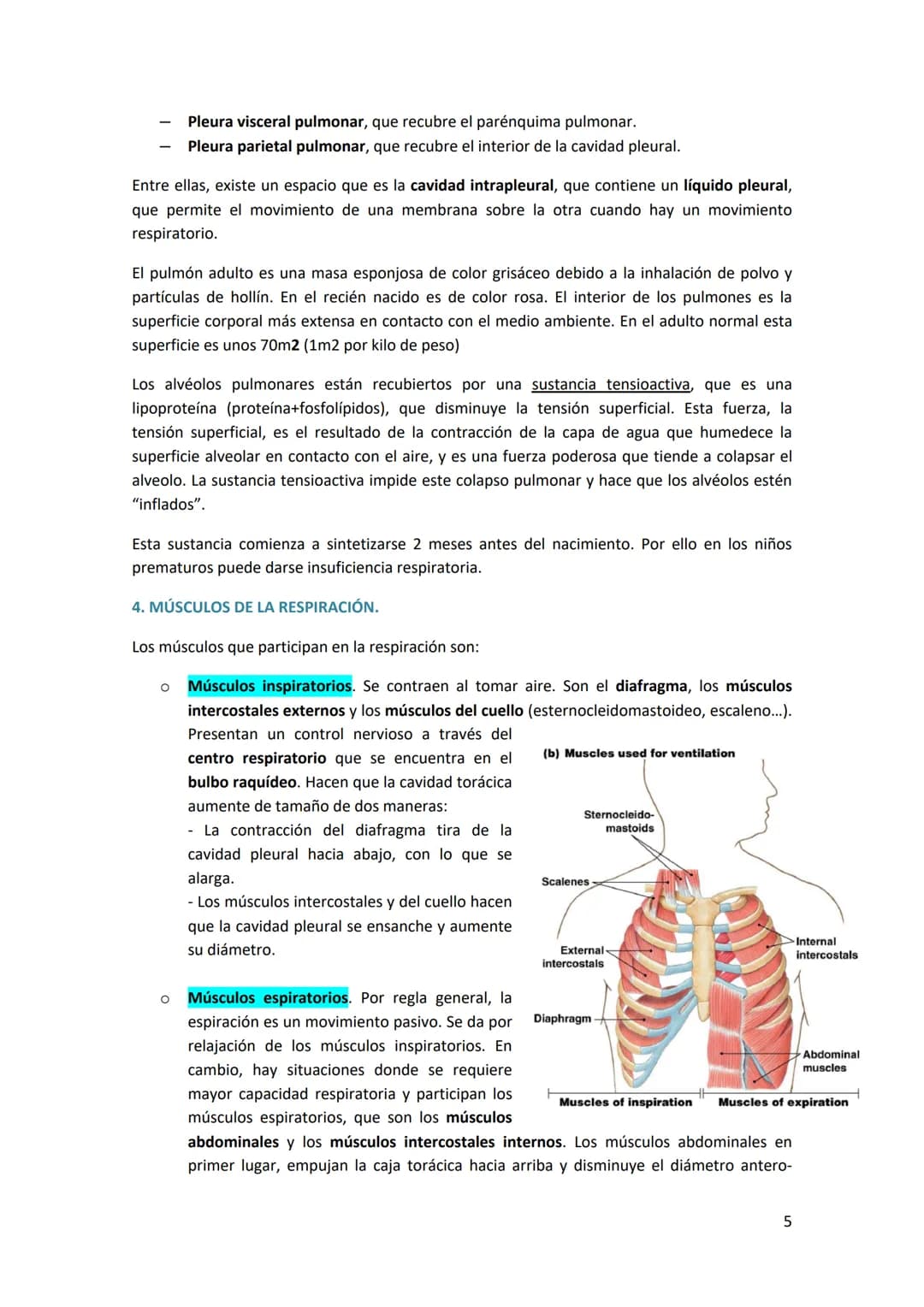 TEMA 14. SISTEMA RESPIRATORIO
1. ANATOMÍA DEL SISTEMA RESPIRATORIO.
Antes de introducirse en anatomía, hay que diferenciar
entre respiración