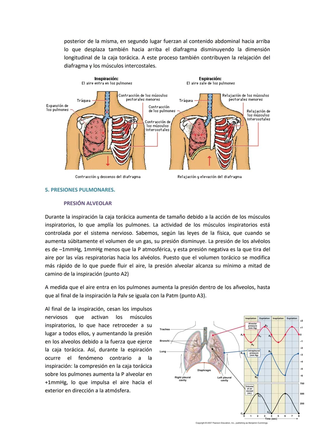 TEMA 14. SISTEMA RESPIRATORIO
1. ANATOMÍA DEL SISTEMA RESPIRATORIO.
Antes de introducirse en anatomía, hay que diferenciar
entre respiración