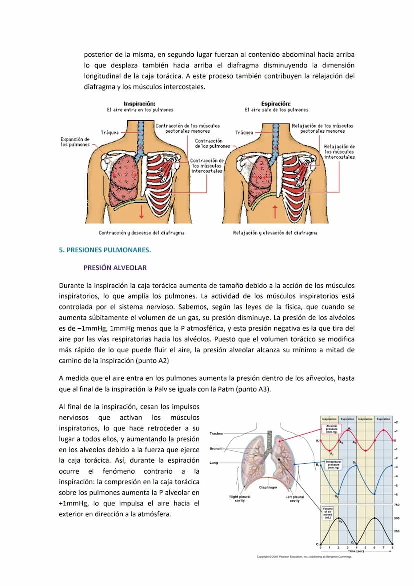 TEMA 14. SISTEMA RESPIRATORIO
1. ANATOMÍA DEL SISTEMA RESPIRATORIO.
Antes de introducirse en anatomía, hay que diferenciar
entre respiración