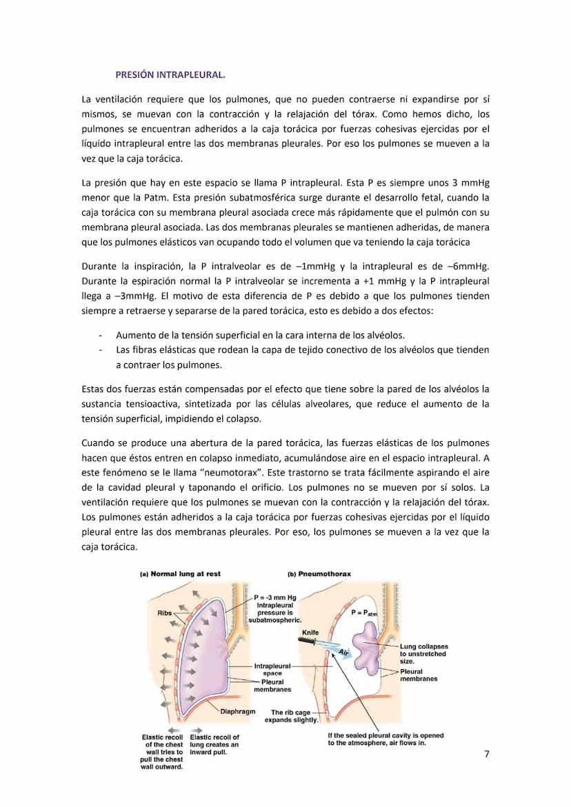 TEMA 14. SISTEMA RESPIRATORIO
1. ANATOMÍA DEL SISTEMA RESPIRATORIO.
Antes de introducirse en anatomía, hay que diferenciar
entre respiración