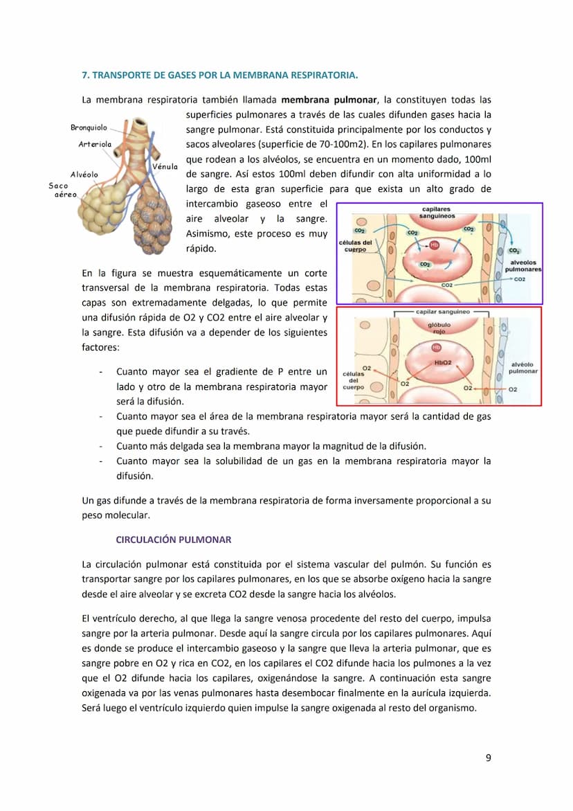 TEMA 14. SISTEMA RESPIRATORIO
1. ANATOMÍA DEL SISTEMA RESPIRATORIO.
Antes de introducirse en anatomía, hay que diferenciar
entre respiración