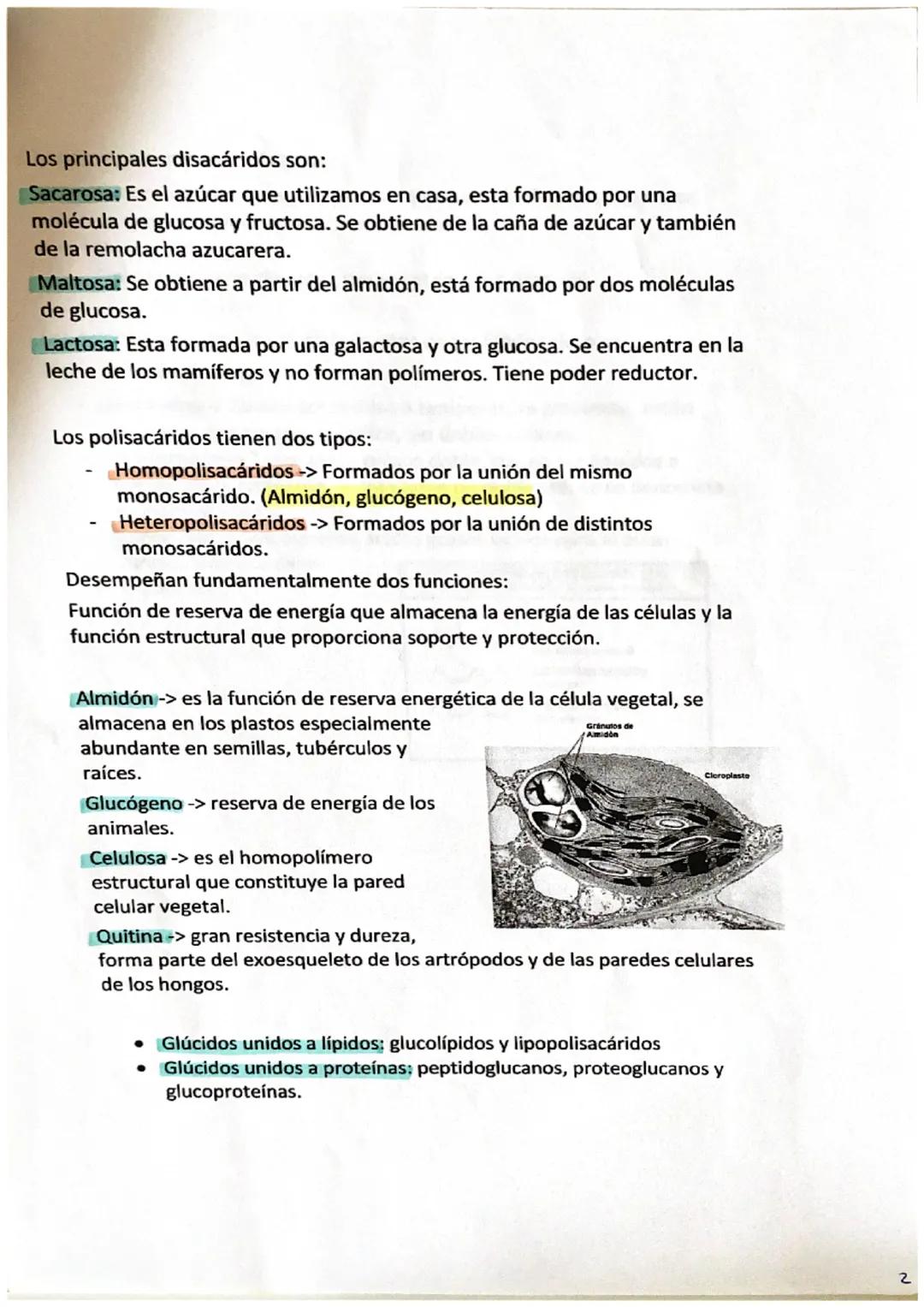 1. Biomoléculas: Son moléculas de los seres vivos.
CHONPS
(Carbono, Hidrogeno, Oxigeno, Nitrógeno, Fosforo y Azufre)
Silicio -> carbono que 