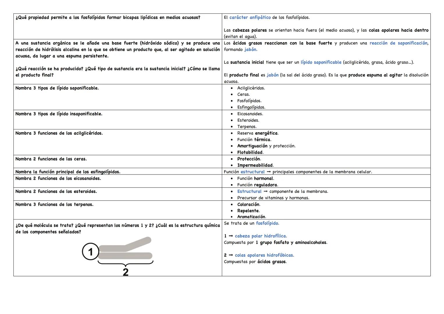 Explica qué acción desarrolla la enzima que cataliza la siguiente reacción.
lactosa + agua glucosa + galactosa
Define aldosa.
Define cetosa.
