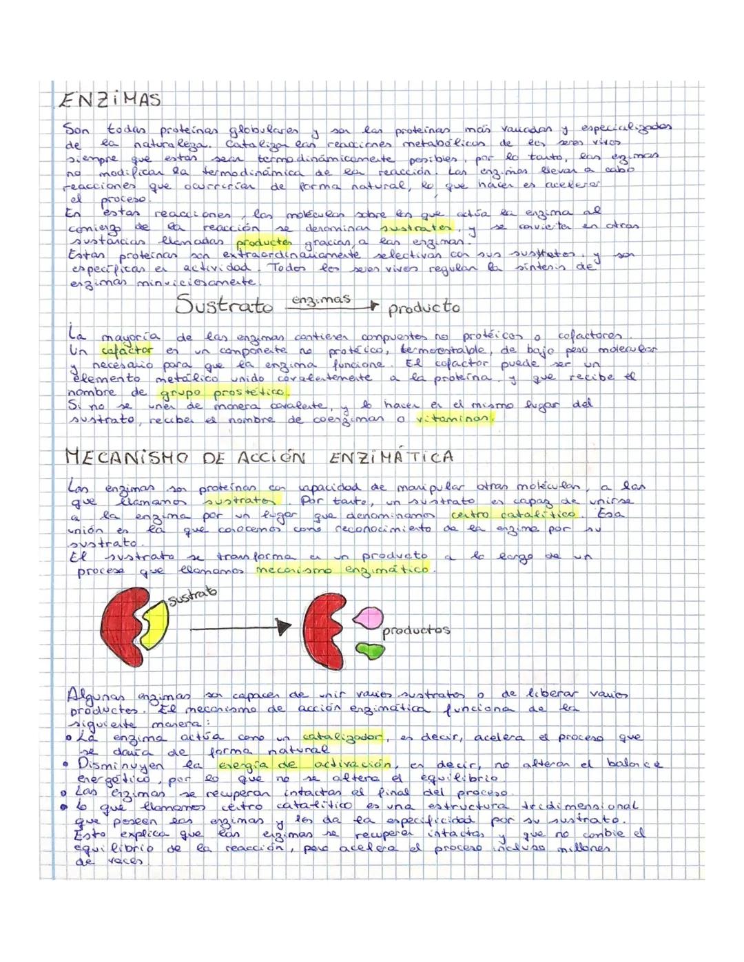 ENZIMAS
Son
son las proteinas.
ees
beres vivos.
todas proteinas globulares
ma's valadan y especializados
de la naturaleza. Catalizan eas rea