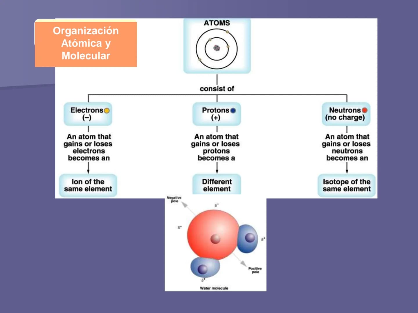 La organización y estructura
de los seres vivos
1. Los niveles de organización de
la materia viva ■ La materia se encuentra organizada en di