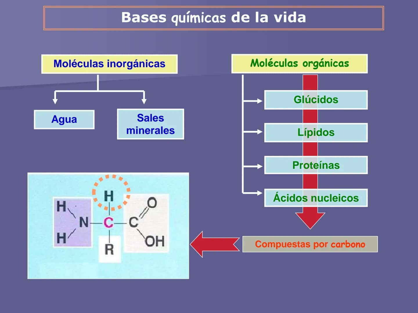 La organización y estructura
de los seres vivos
1. Los niveles de organización de
la materia viva ■ La materia se encuentra organizada en di