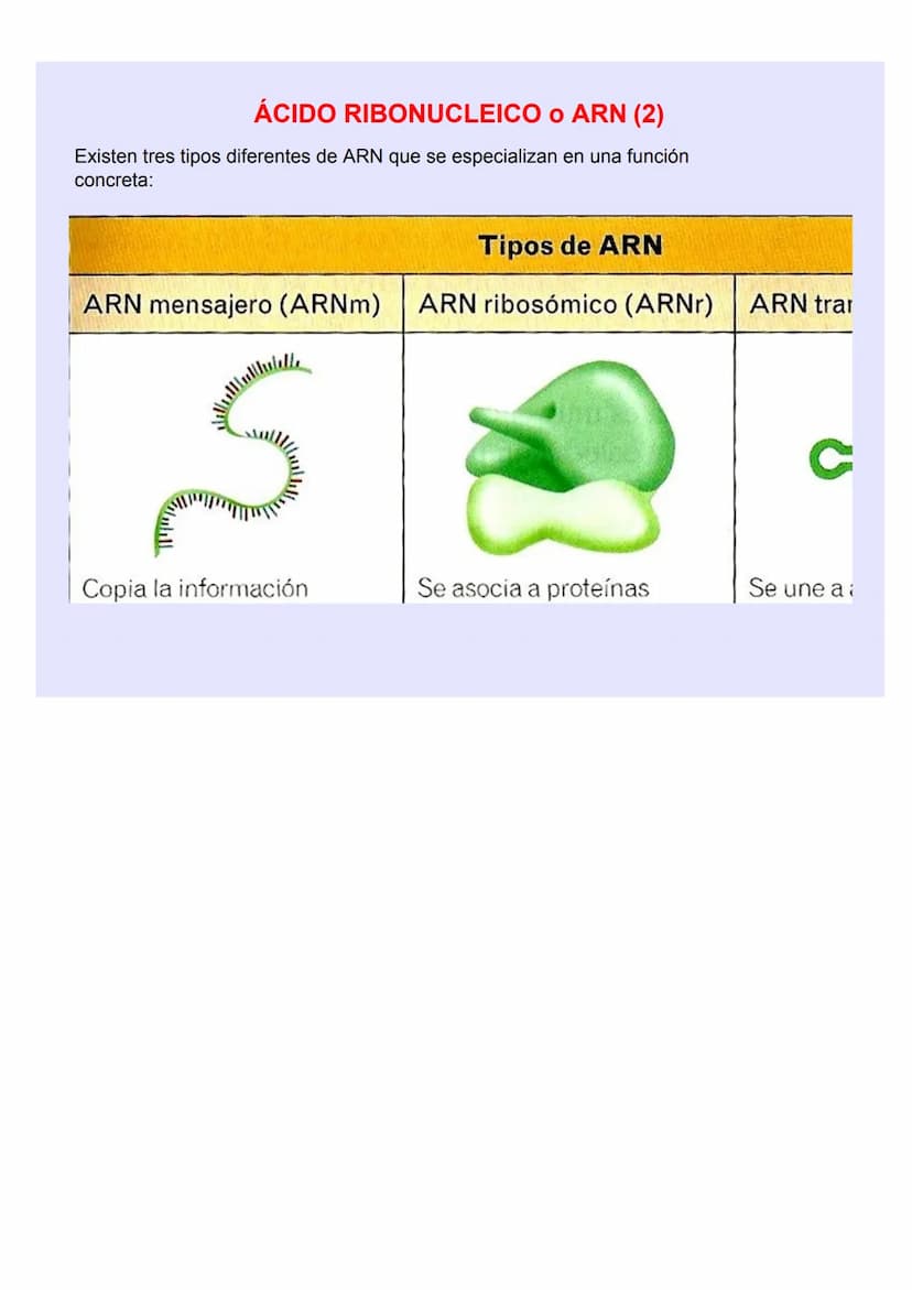 BIOLOGÍA Y GEOLOGÍA 4º ESO
TEMA 5
GENÉTICA
MOLECULA
R LOS ÁCIDOS NUCLEICOS
Los ácidos nucleicos ALMACENAN y TRANSMITEN la
INFORMACIÓN GENÉTI