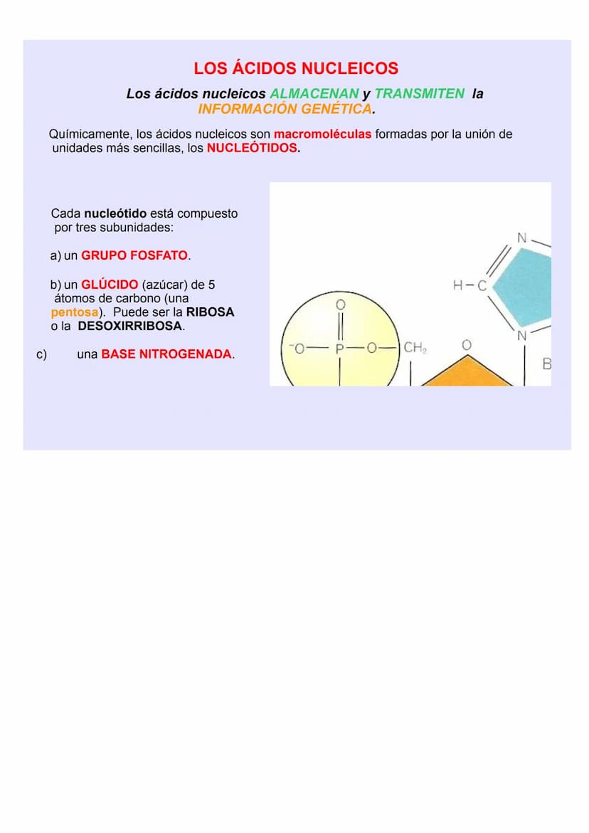 BIOLOGÍA Y GEOLOGÍA 4º ESO
TEMA 5
GENÉTICA
MOLECULA
R LOS ÁCIDOS NUCLEICOS
Los ácidos nucleicos ALMACENAN y TRANSMITEN la
INFORMACIÓN GENÉTI