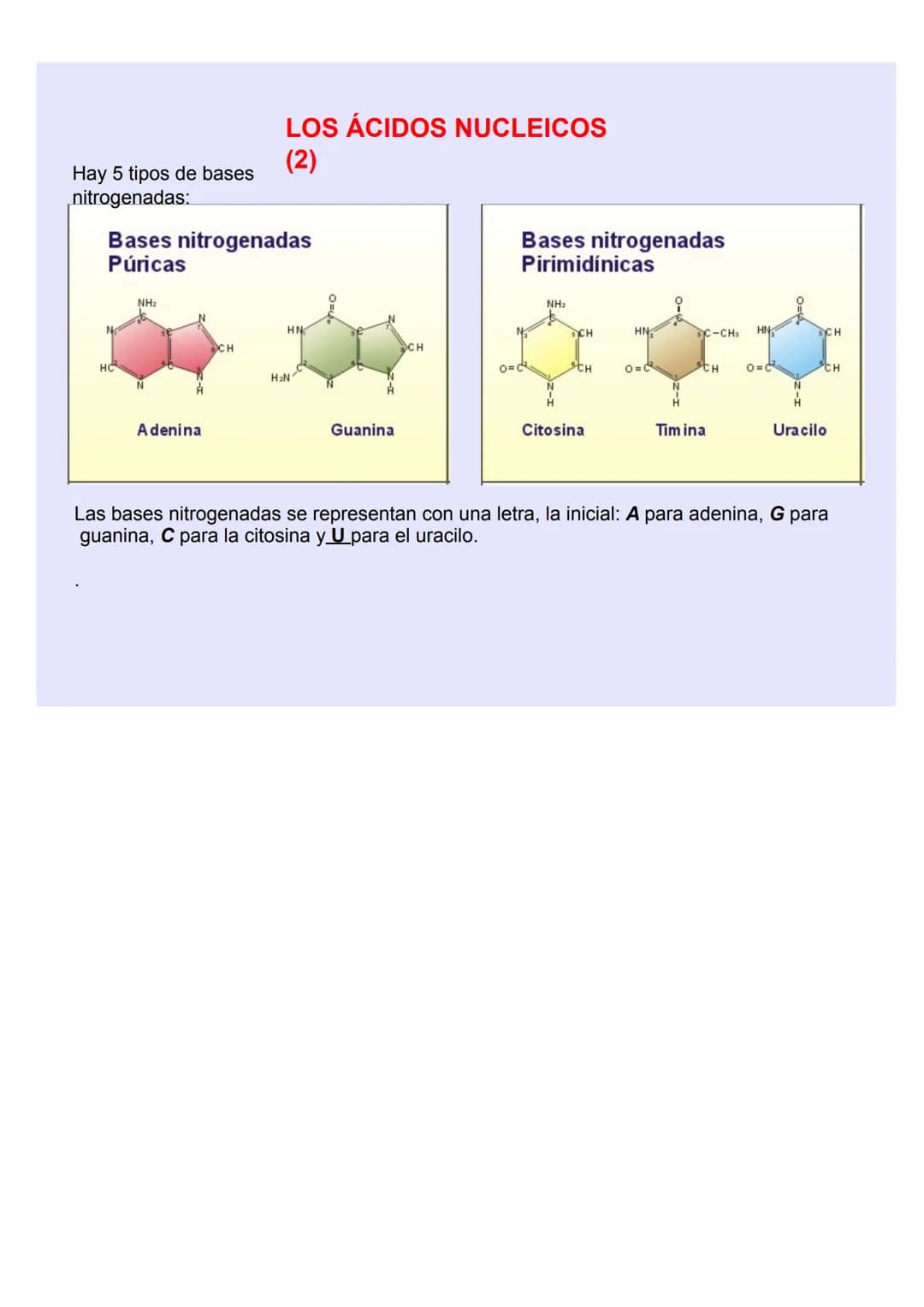 BIOLOGÍA Y GEOLOGÍA 4º ESO
TEMA 5
GENÉTICA
MOLECULA
R LOS ÁCIDOS NUCLEICOS
Los ácidos nucleicos ALMACENAN y TRANSMITEN la
INFORMACIÓN GENÉTI