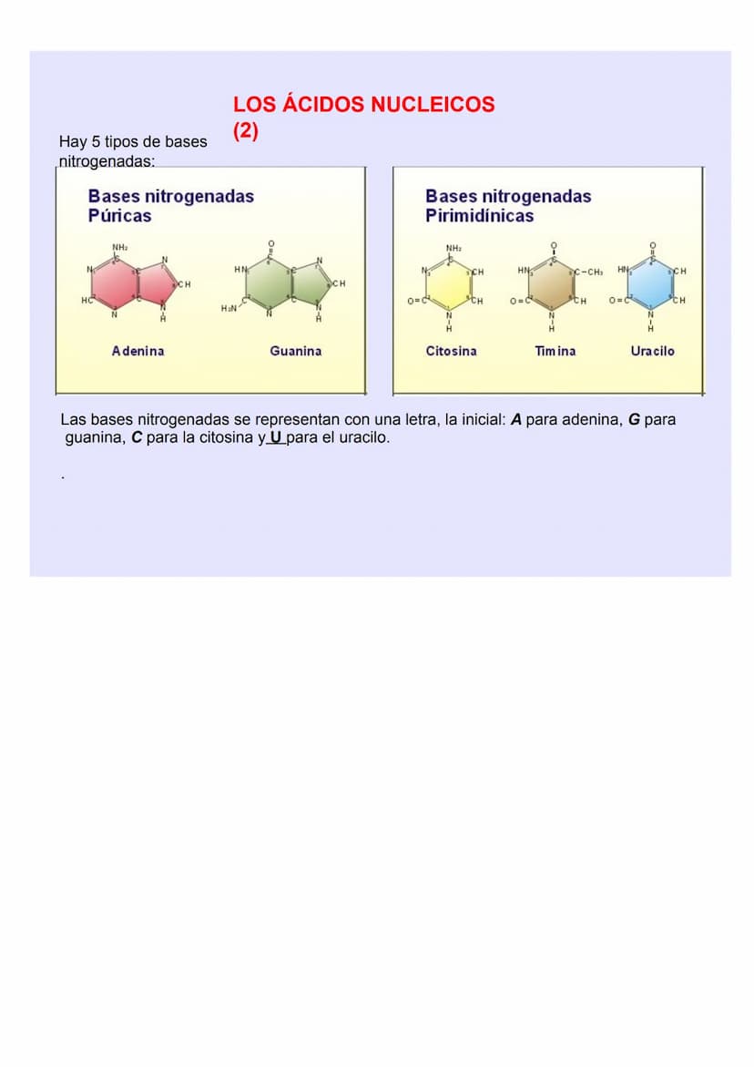 BIOLOGÍA Y GEOLOGÍA 4º ESO
TEMA 5
GENÉTICA
MOLECULA
R LOS ÁCIDOS NUCLEICOS
Los ácidos nucleicos ALMACENAN y TRANSMITEN la
INFORMACIÓN GENÉTI