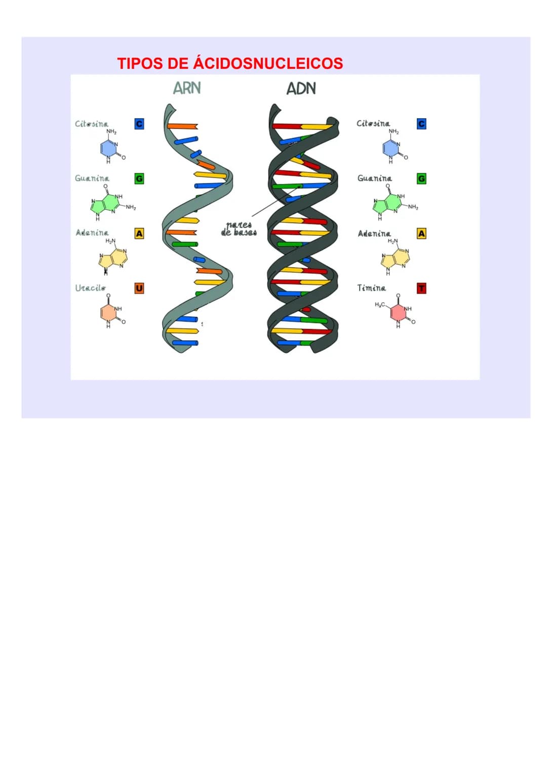 BIOLOGÍA Y GEOLOGÍA 4º ESO
TEMA 5
GENÉTICA
MOLECULA
R LOS ÁCIDOS NUCLEICOS
Los ácidos nucleicos ALMACENAN y TRANSMITEN la
INFORMACIÓN GENÉTI