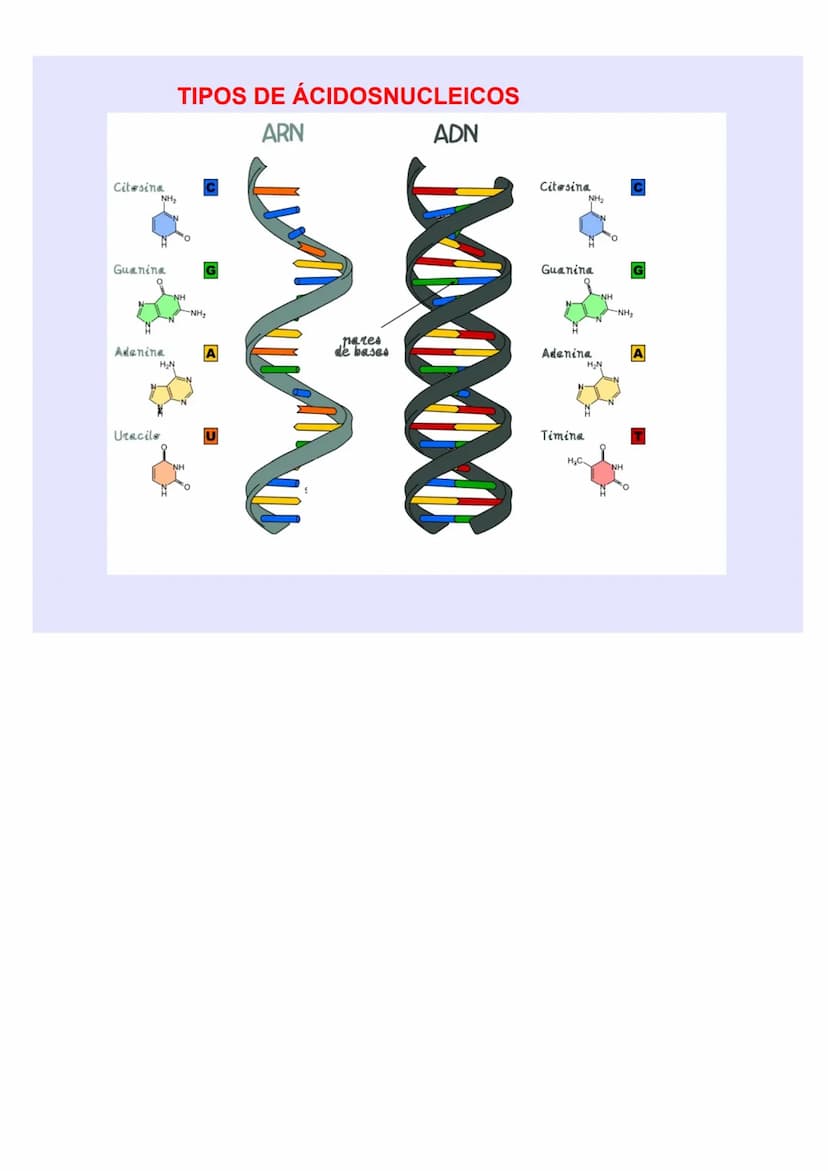 BIOLOGÍA Y GEOLOGÍA 4º ESO
TEMA 5
GENÉTICA
MOLECULA
R LOS ÁCIDOS NUCLEICOS
Los ácidos nucleicos ALMACENAN y TRANSMITEN la
INFORMACIÓN GENÉTI