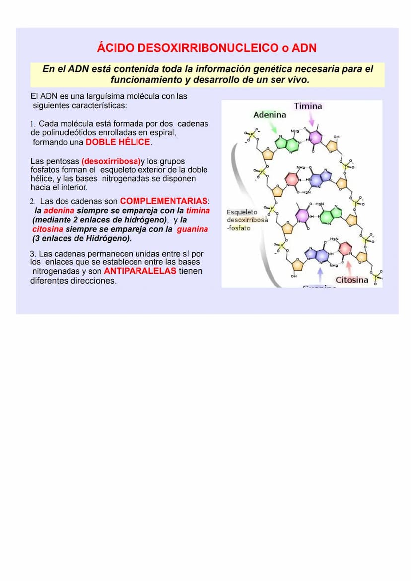 BIOLOGÍA Y GEOLOGÍA 4º ESO
TEMA 5
GENÉTICA
MOLECULA
R LOS ÁCIDOS NUCLEICOS
Los ácidos nucleicos ALMACENAN y TRANSMITEN la
INFORMACIÓN GENÉTI