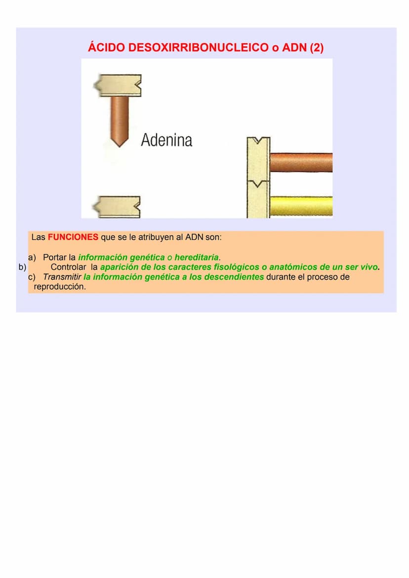 BIOLOGÍA Y GEOLOGÍA 4º ESO
TEMA 5
GENÉTICA
MOLECULA
R LOS ÁCIDOS NUCLEICOS
Los ácidos nucleicos ALMACENAN y TRANSMITEN la
INFORMACIÓN GENÉTI