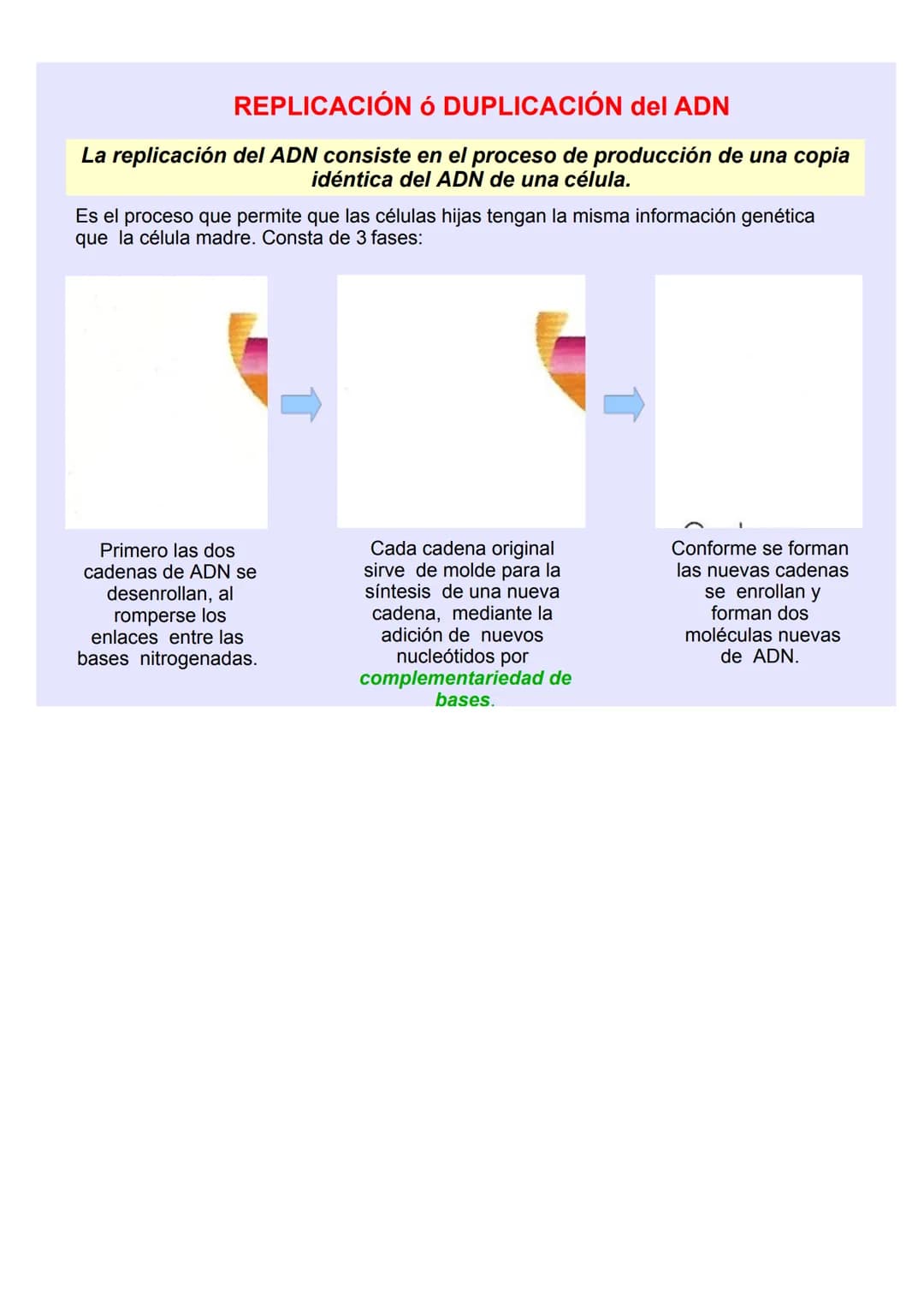 BIOLOGÍA Y GEOLOGÍA 4º ESO
TEMA 5
GENÉTICA
MOLECULA
R LOS ÁCIDOS NUCLEICOS
Los ácidos nucleicos ALMACENAN y TRANSMITEN la
INFORMACIÓN GENÉTI